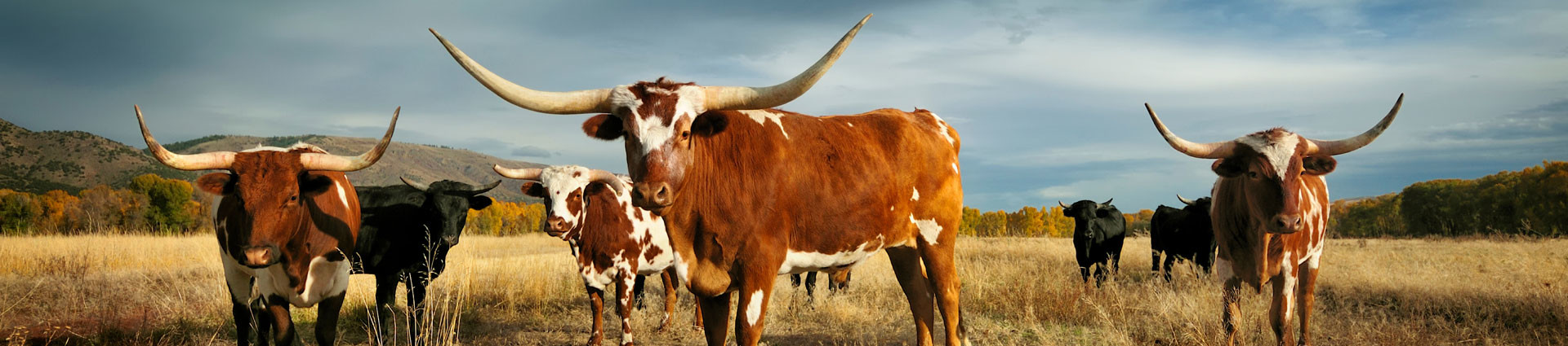 Longhorns in a field